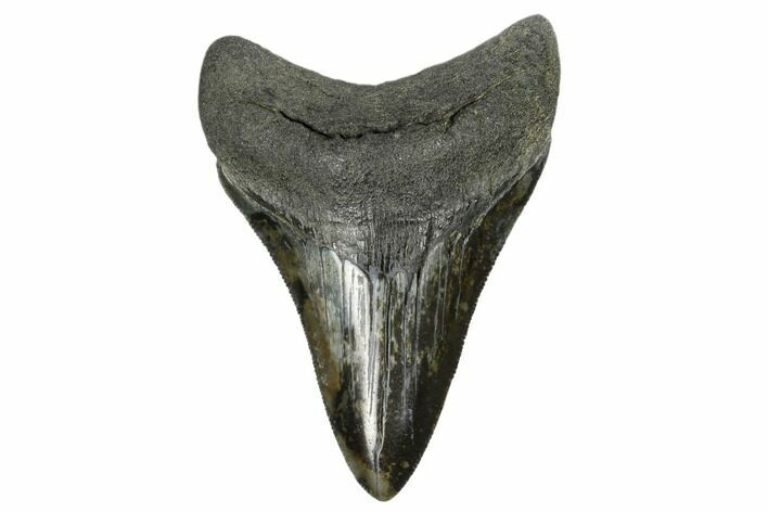 Fossil Megalodon Tooth - South Carolina #170555